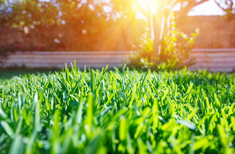 How to Remove Grass Stains (Your Easy Guide)