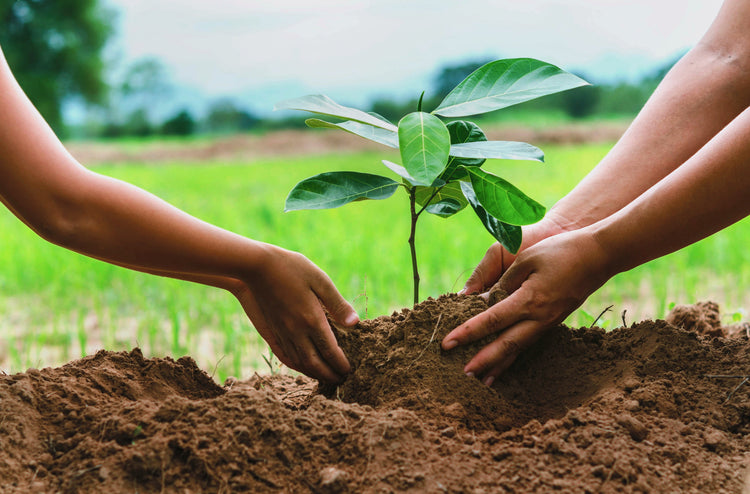 Carbon Neutral Shipping and Climate Action: How Dropps Reduces Its Carbon Footprint