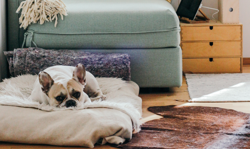 How To Get Pet Smell Out of Your House