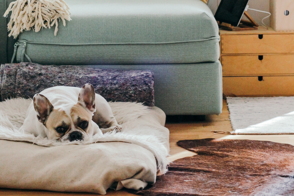 How To Get Pet Smell Out of Your House